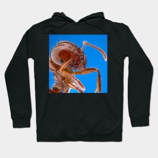 Fire Ant Hoodie